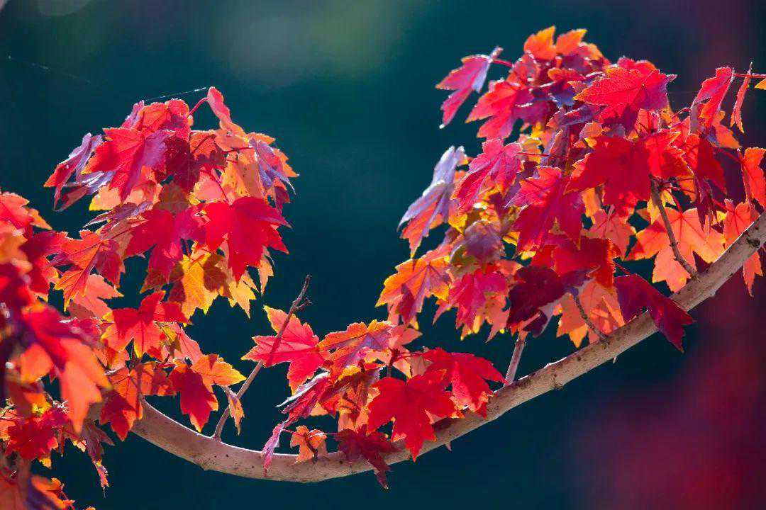 温差10℃！日照下周天气→