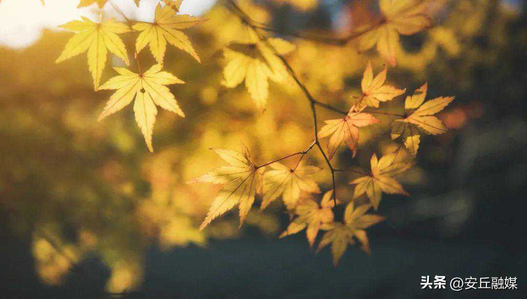 1℃+中雨+大风！安丘大降温！今年冷冬还是暖冬？