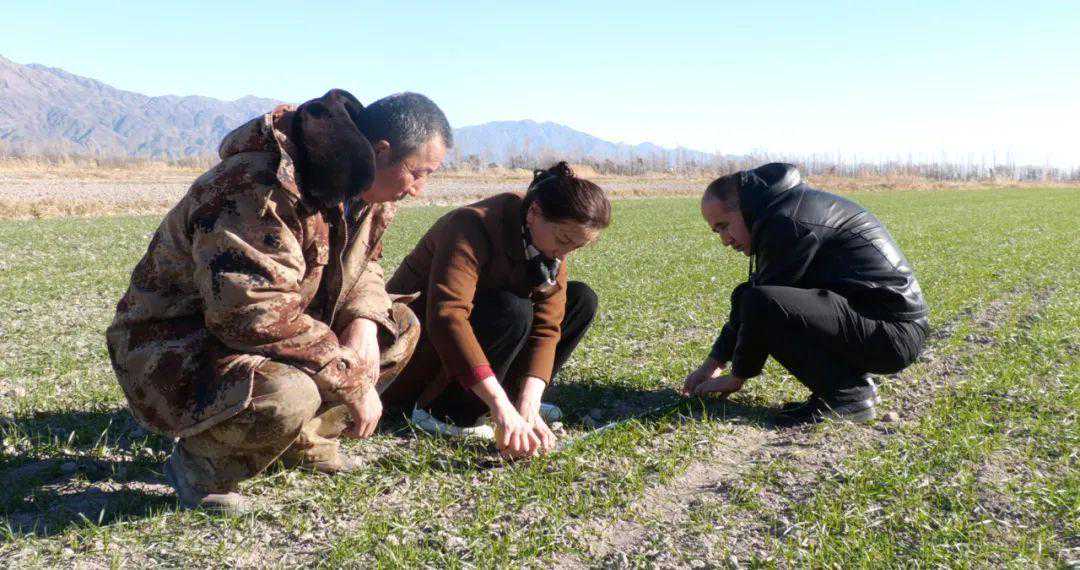 巩留县冬小麦出苗整齐 长势喜人