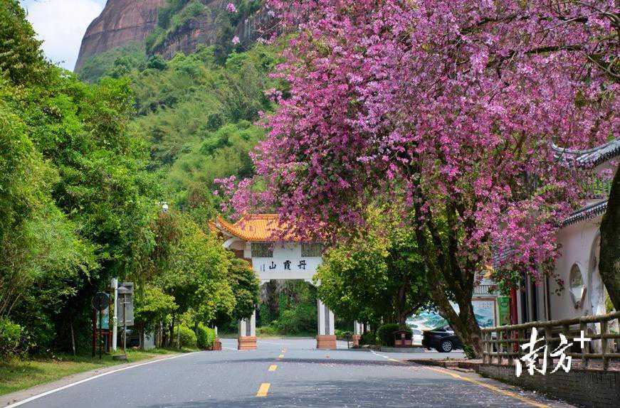 藏不住了！丹霞山春色美