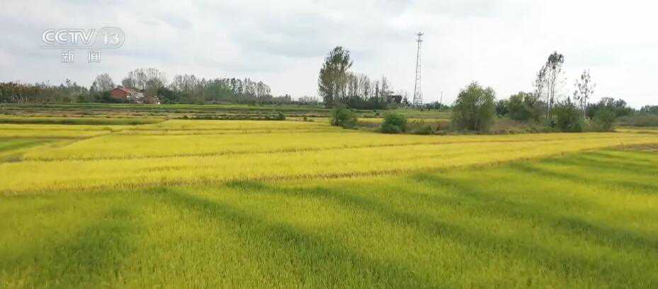 秋染山野遍地金黄 田间地头感受丰收喜悦