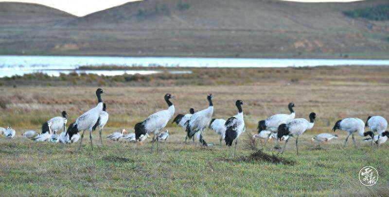 云南大山包越冬黑颈鹤数量突破1000只