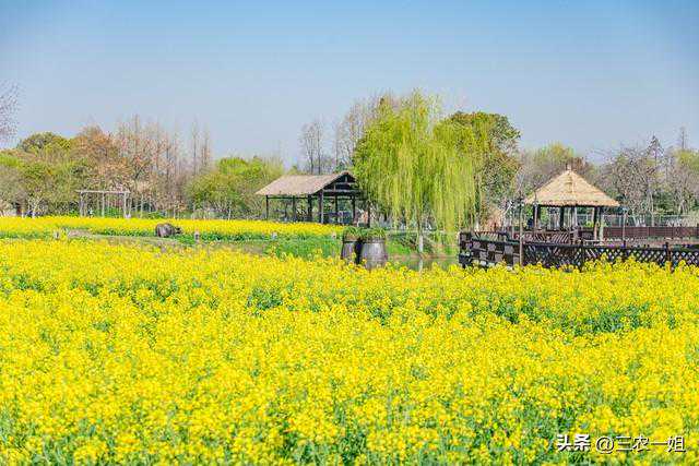 “最怕三月初一晴”，今日三月初一，为什么怕晴天？晴天有啥预兆