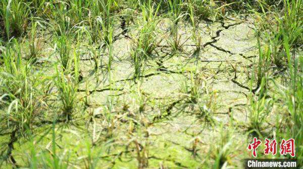 “江南菜乡”江西乐平遇历史罕见干旱天气 16.39万亩农田受灾