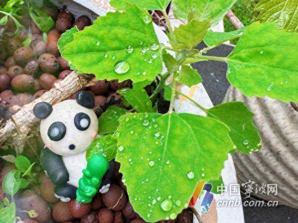阴雨渐退 下周宁波暖阳重返！杨柳飞絮期也要来了