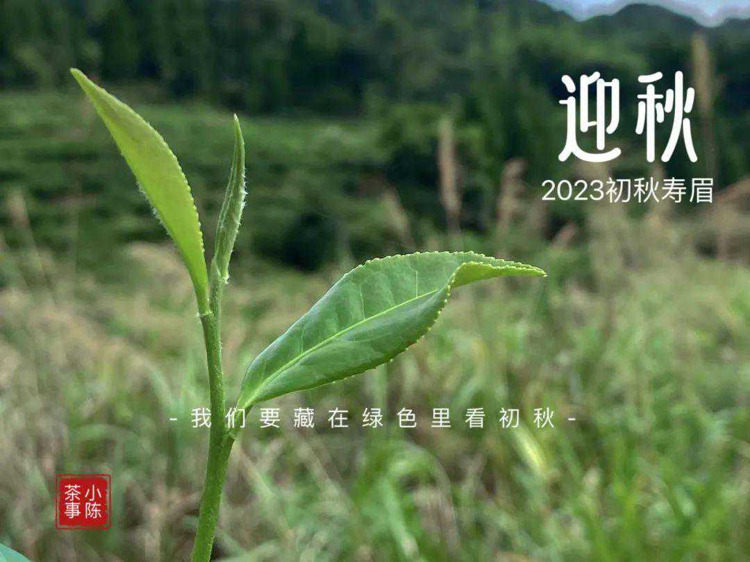 处暑节的太姥山，正午晒而傍晚雾气弥漫，这是秋白茶的润土！