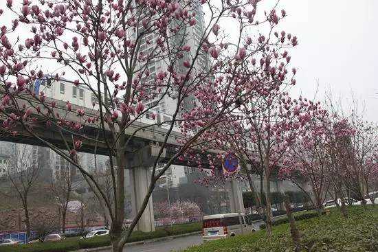 今天巴南天气怎么样？“伸手不见五指”！气温还将暴跌至3℃！