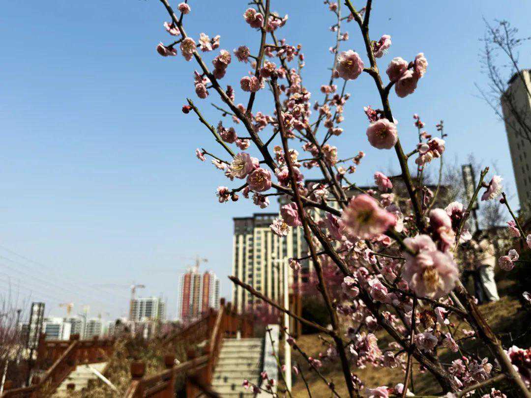 快看！巩义的第一抹春色已上线！