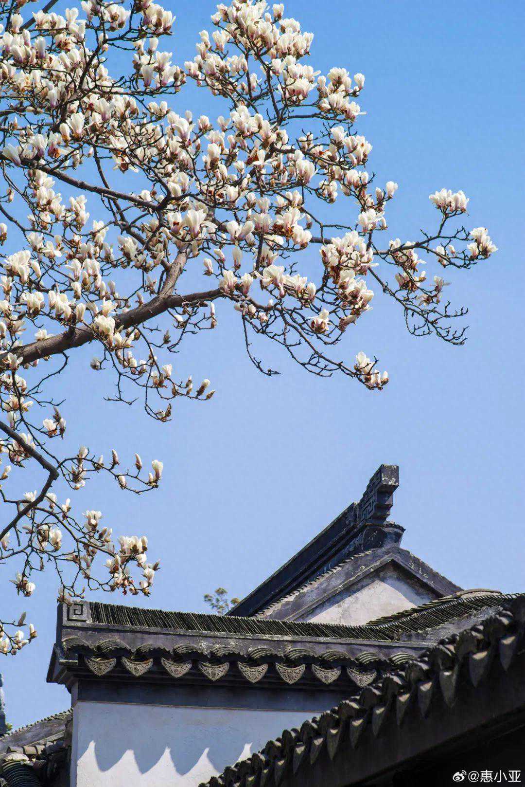 ↑20℃！无锡入春有消息了……