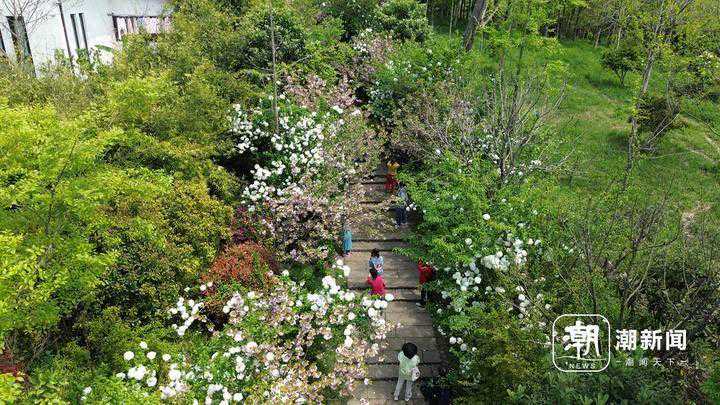 阿嚏！白色小恶魔来袭！杭州天气的飞絮指数了解一下