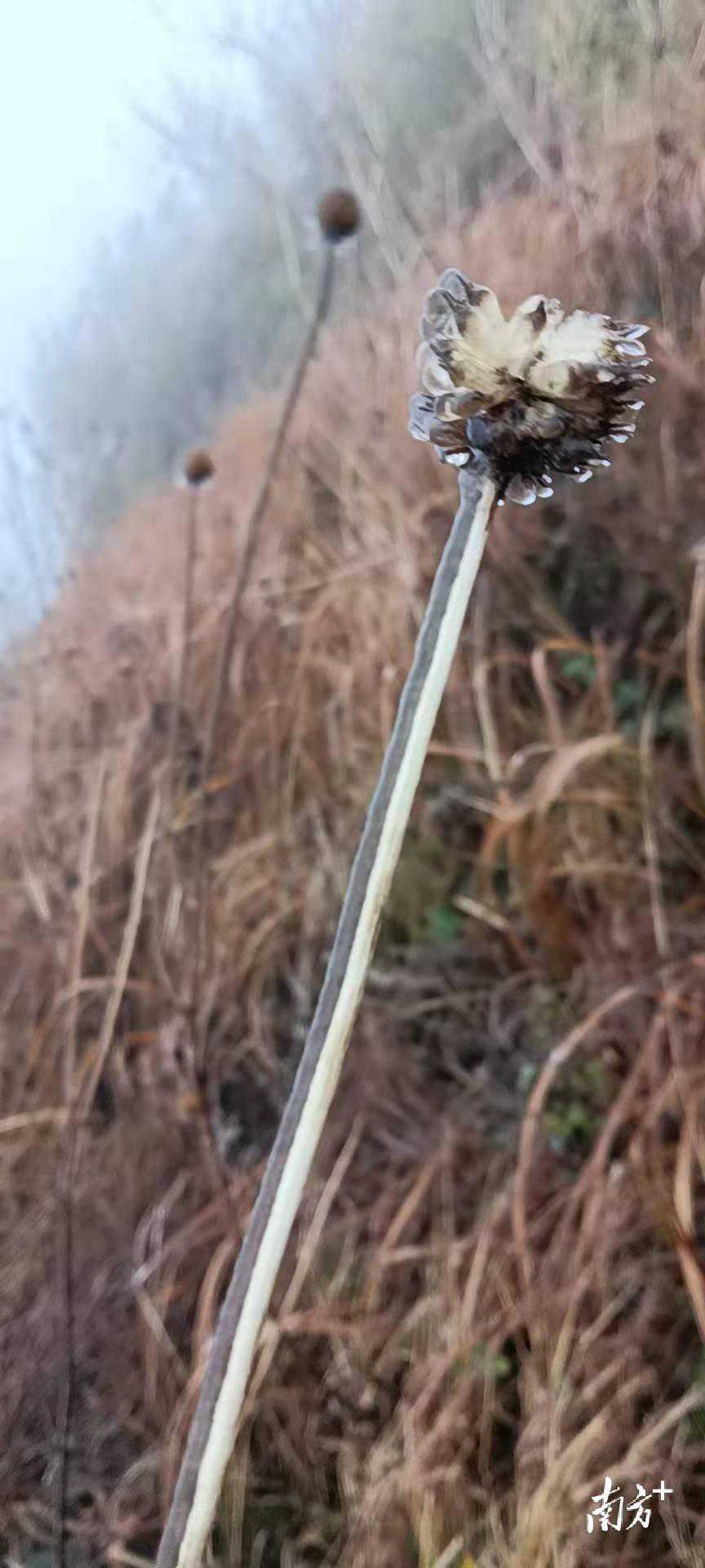 滚动｜韶关乳源高寒山区气温降至零度以下已结冰，抗寒进行时