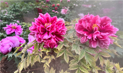 中雨！大雨！洛阳将迎来阴雨天气