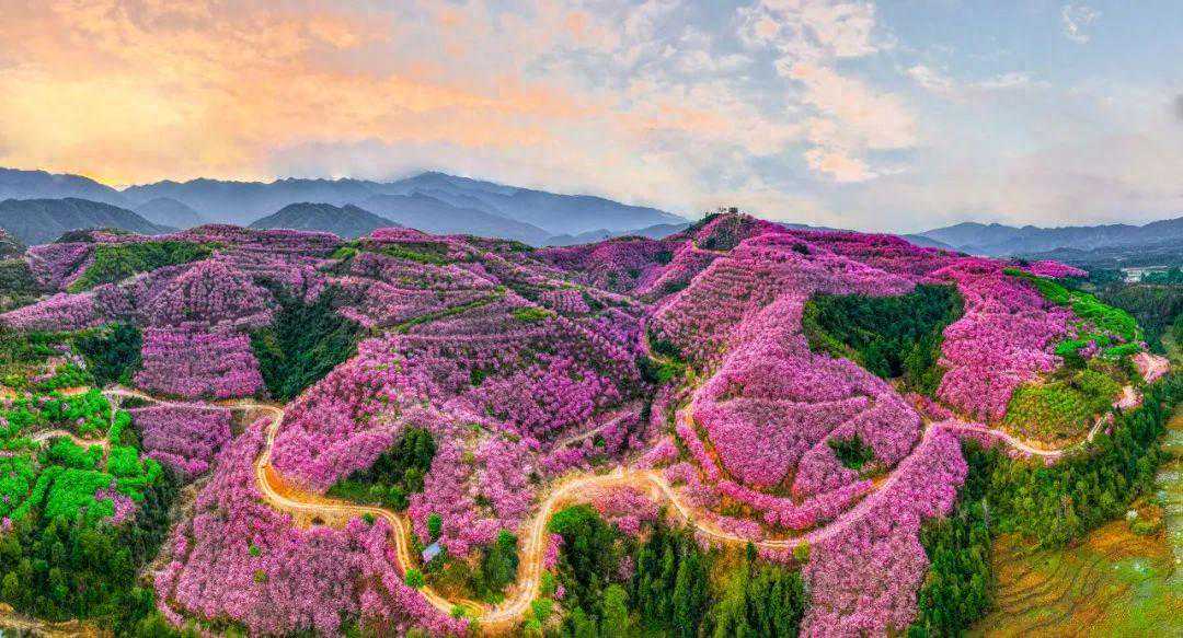 三明天气即将反转！最高温将飙升18℃！春意浓，邂逅浪漫→