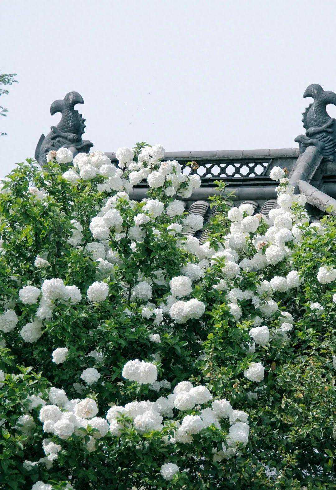 杭州刚刚确认：好天气明天上线！抓紧享受，下一波反转又在路上了…