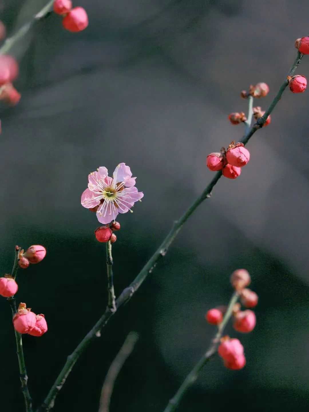 反转！临沂降温，有雨，最新预报来了