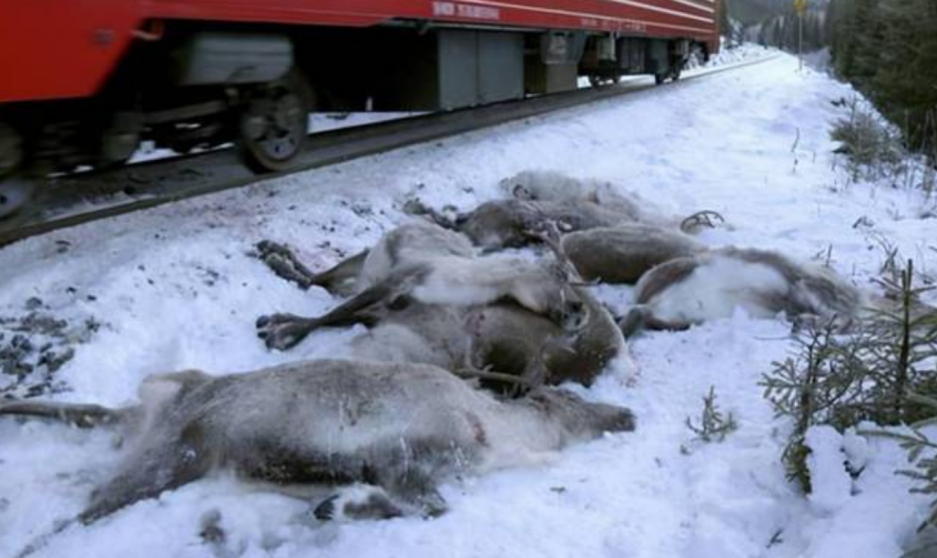 全球气候不容乐观，北极降雨变多，NOAA：需警惕史前病菌爆发