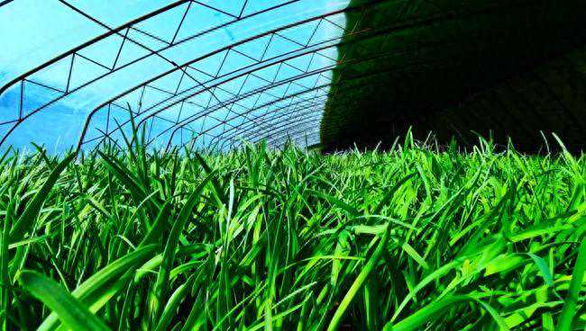 吉林德惠：韭菜收获忙 香飘致富路