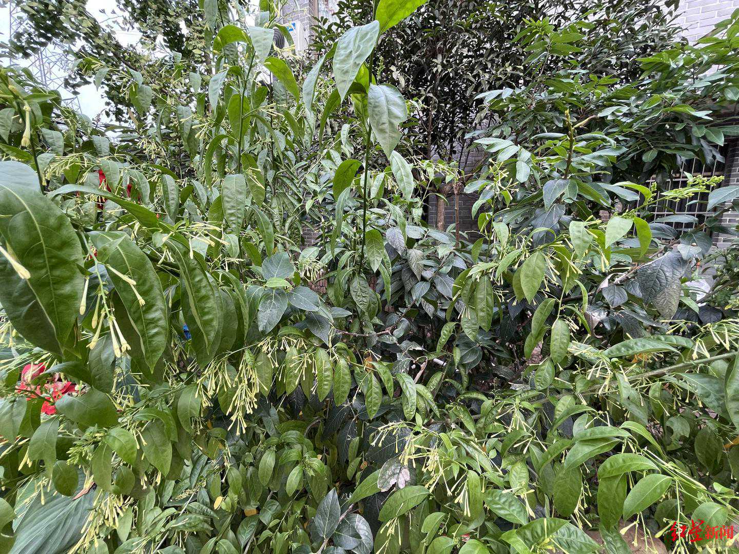 38℃！四川古蔺国庆假期气温创历史新高 气象部门：副热带高压及多日晴天所致