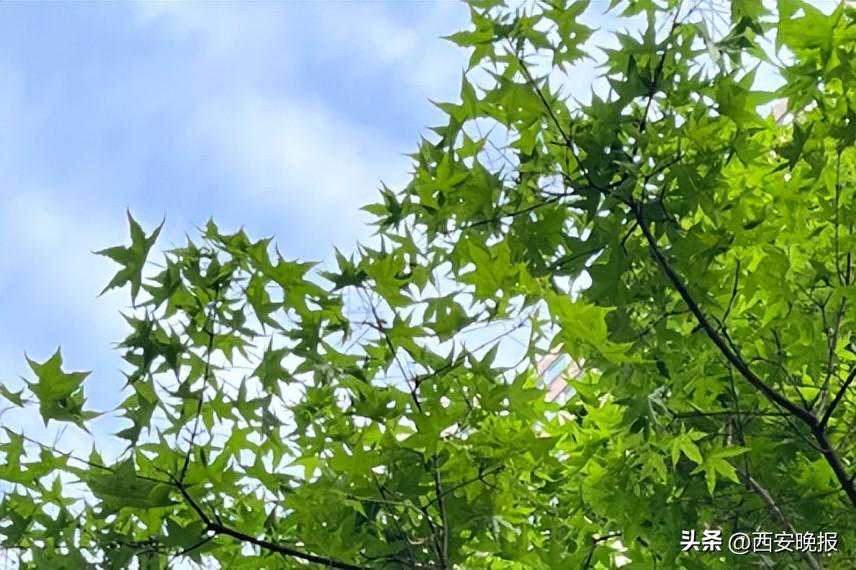 最高31℃！降水、雷电、大风穿插！西安重要天气预报 | 陕西疾控提醒→