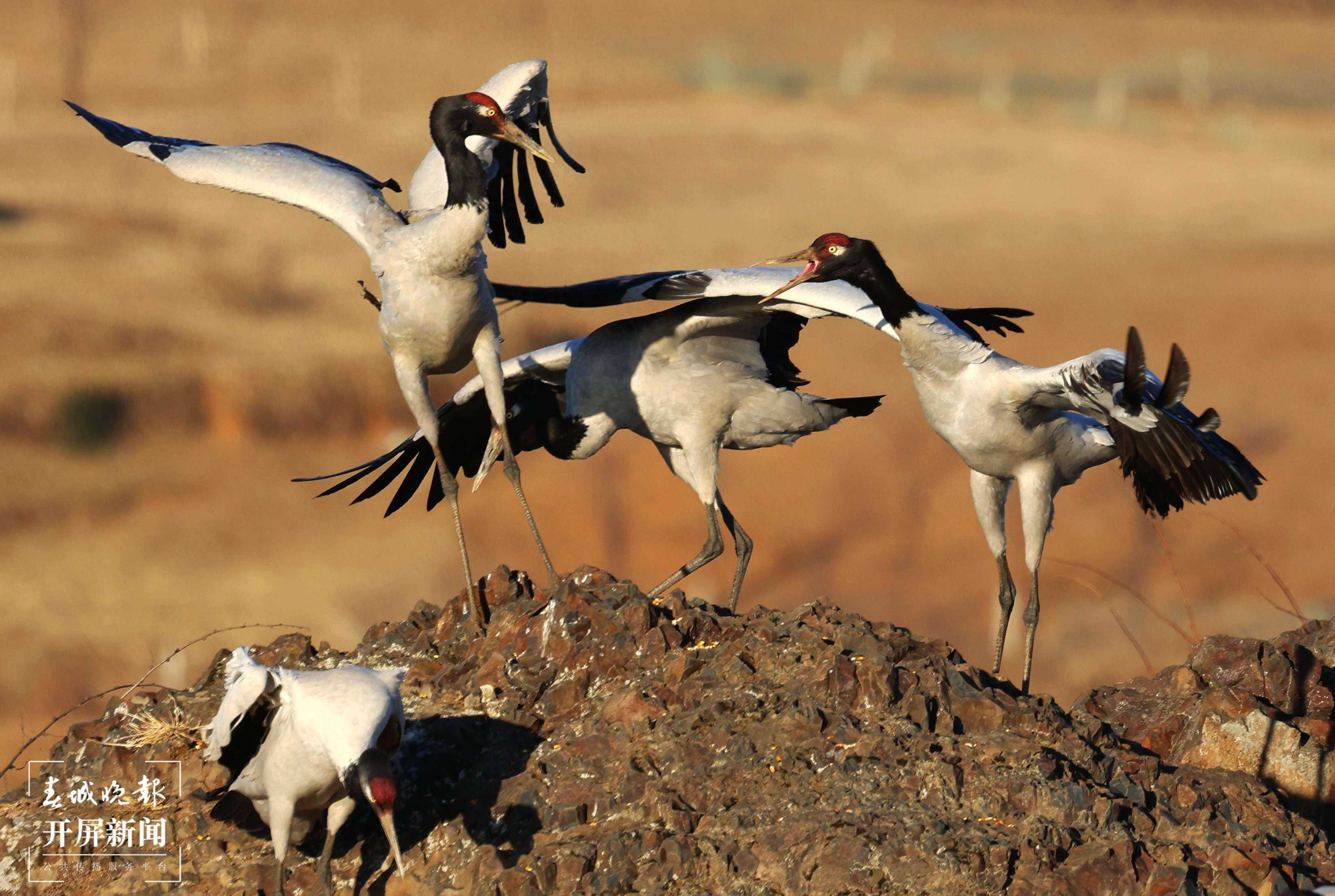 云南大山包越冬黑颈鹤开始大规模北迁