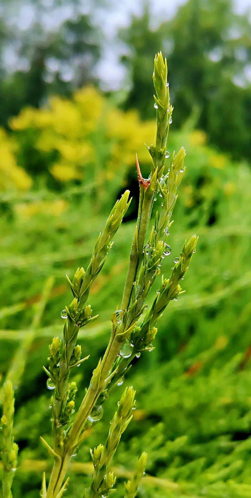 盛夏，这场雨犹如万颗珍珠洒落在天津每一个角落，看雨中的花草