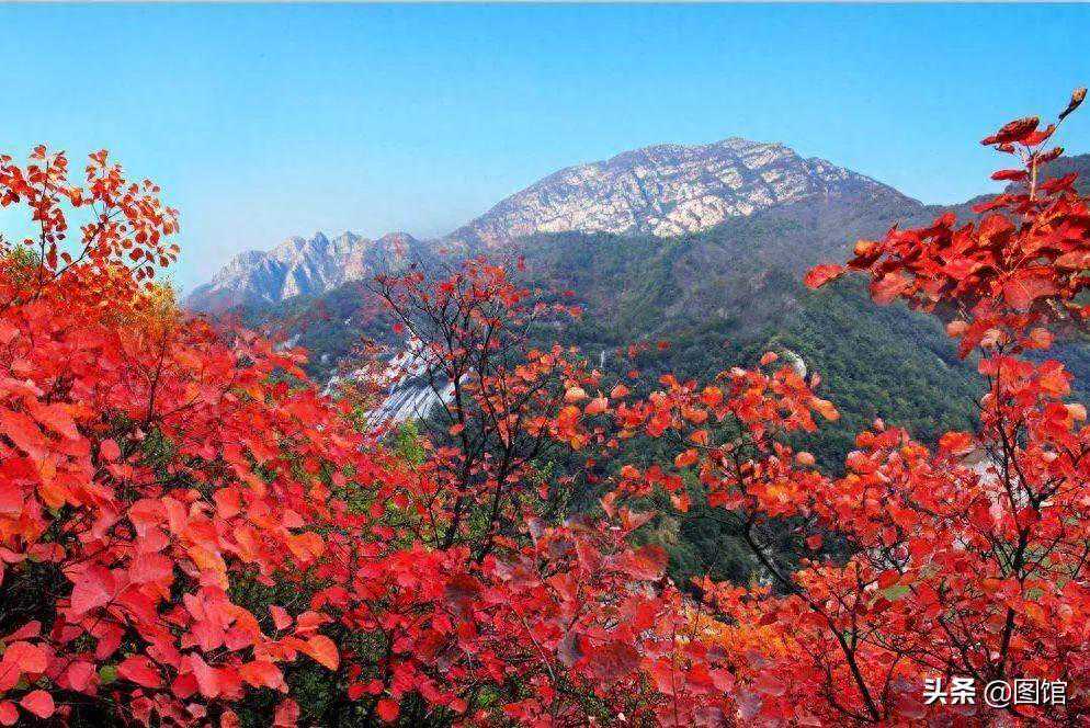中国三大赏红叶基地之一，禹州大鸿寨红叶林，美得让人心醉