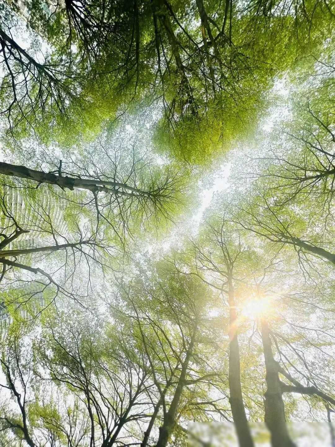 降温 降雨，冷空气明晚到达！清明假期南宁天气预报
