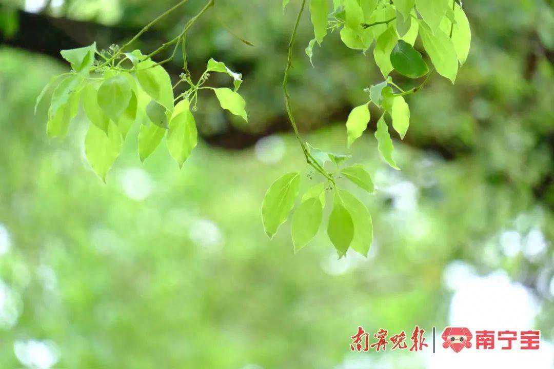 冷空气被打败，30℃高温又要“浮头”了！未来一周以小雨天气为主