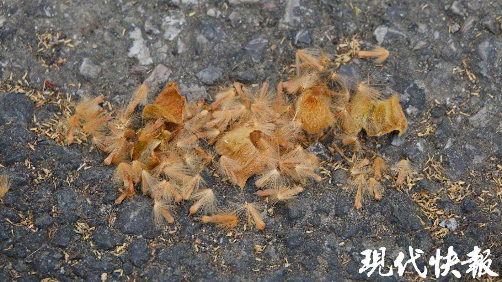 “飞絮时间”开启，南京启动法桐夜间吹絮治理