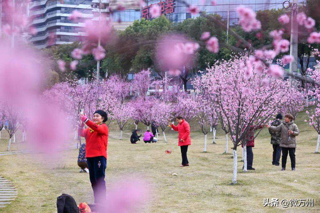 终于要暖和了！万州晴好天气将“上线”，最高气温重回2位数→