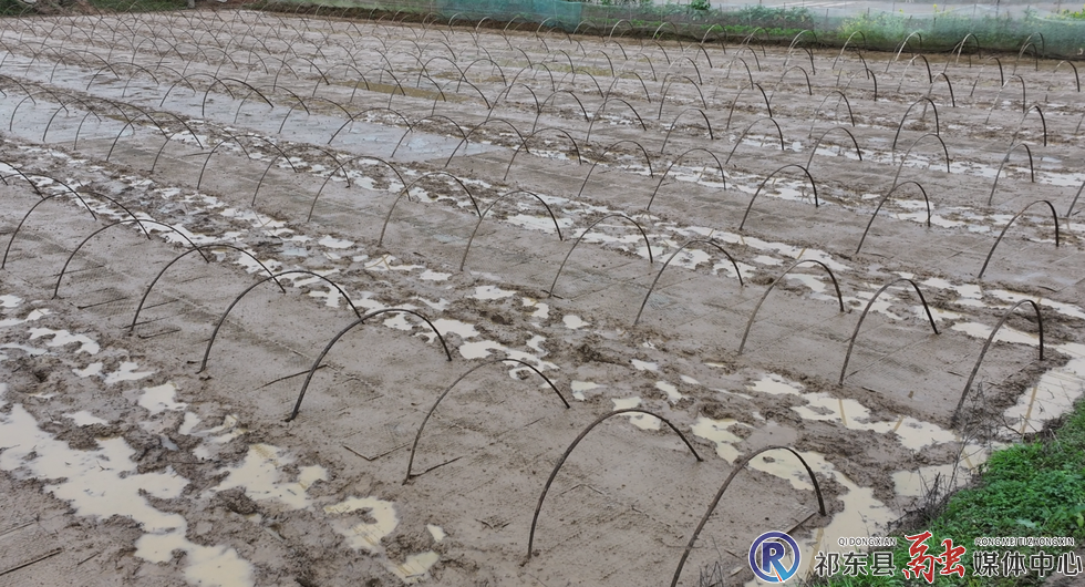 抓抢天气，祁东32万亩早稻启动育秧