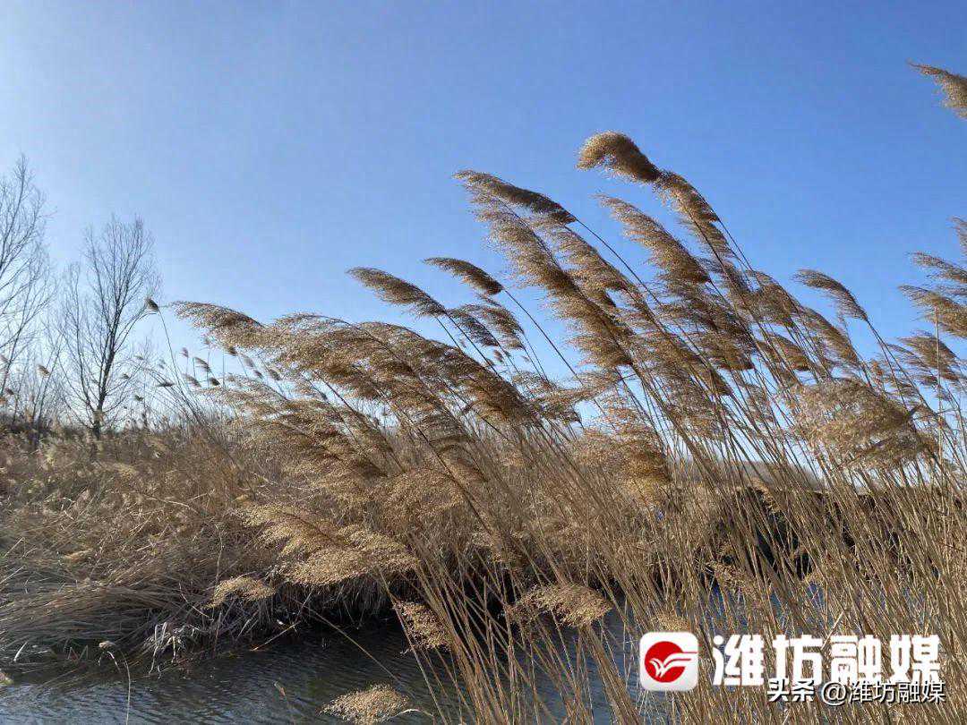 有雨雪？潍坊最新天气预报来了