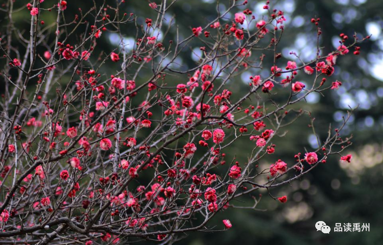 直奔20℃！禹州接下来的天气太刺激…