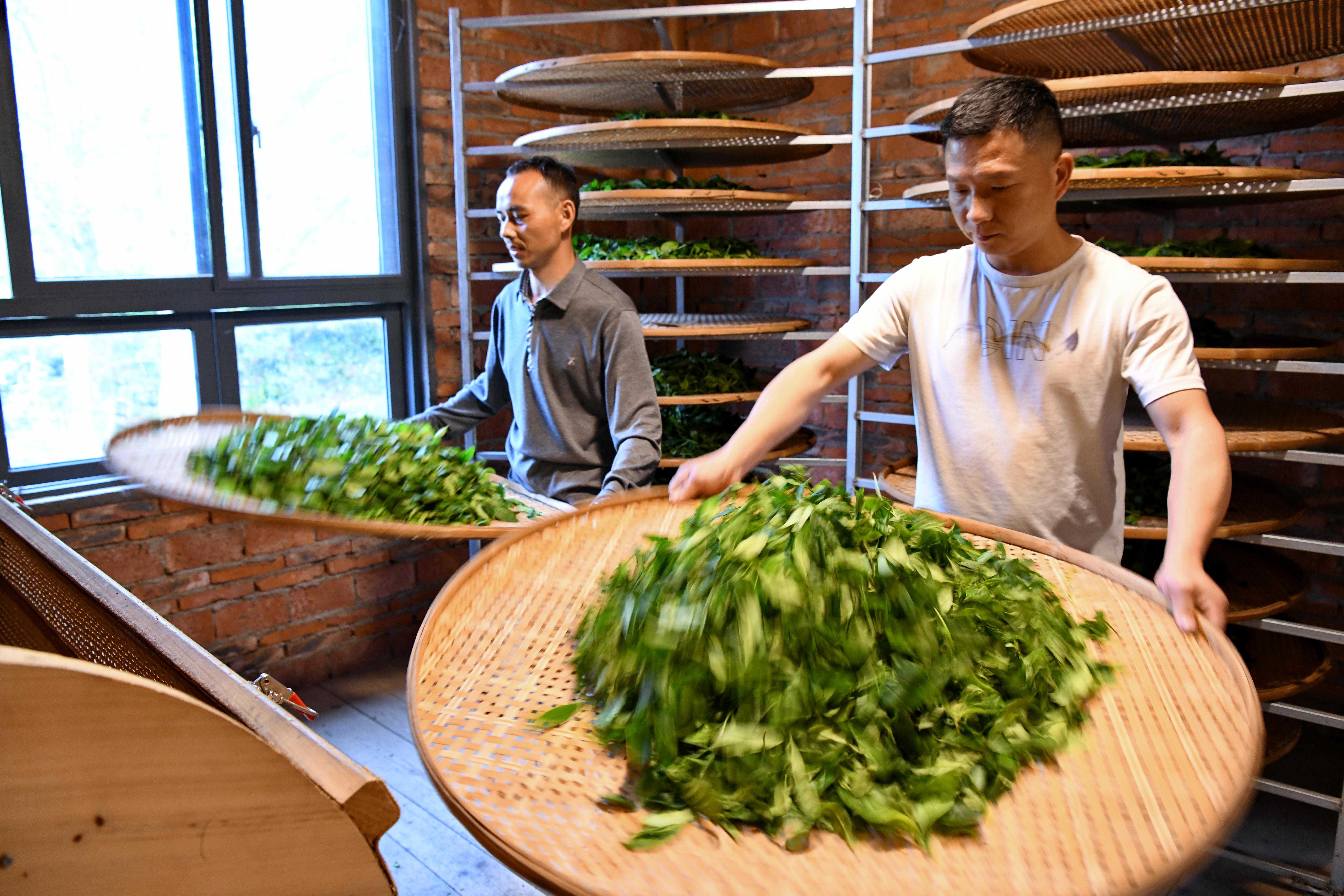 #（经济）福建武夷山：天气晴好 采茶正当时