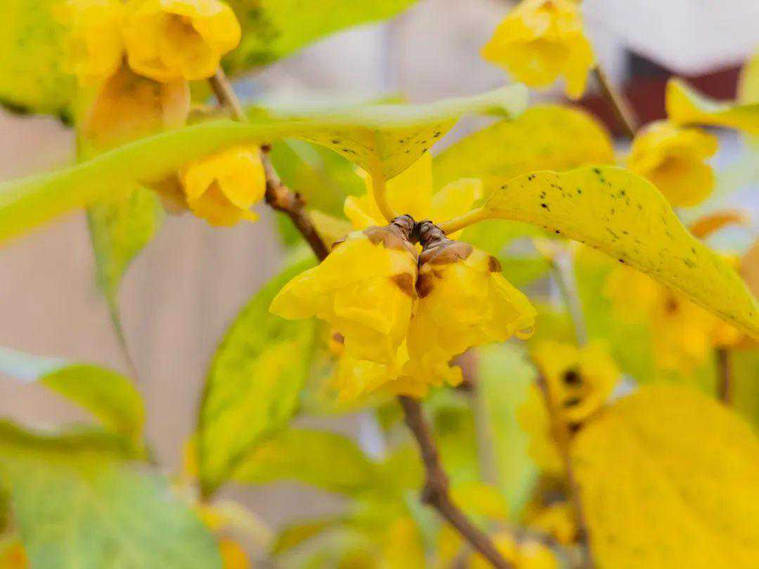 大雾！降温！还有雪！高邮天气即将大反转！
