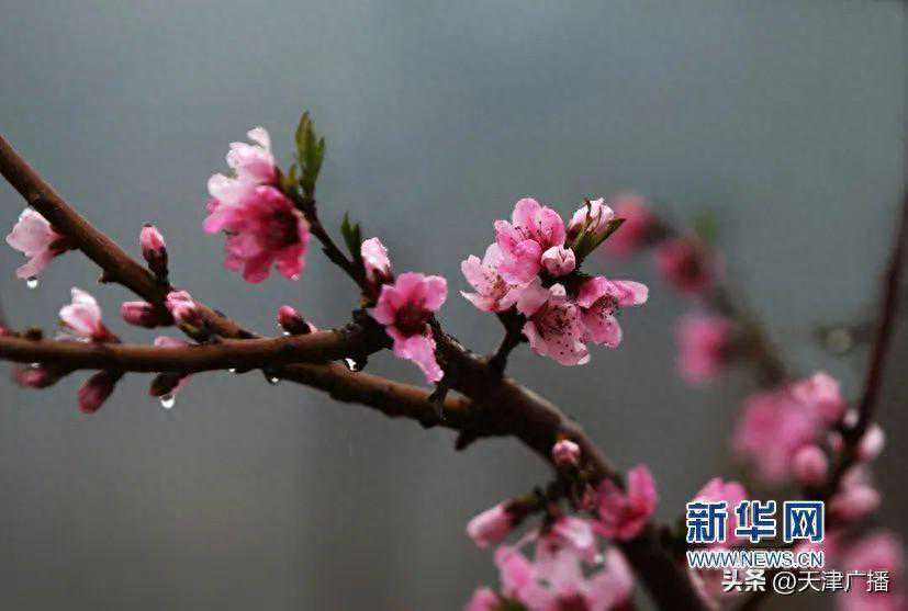 天气 | 天津第一场春雨来了！会拉低气温吗？