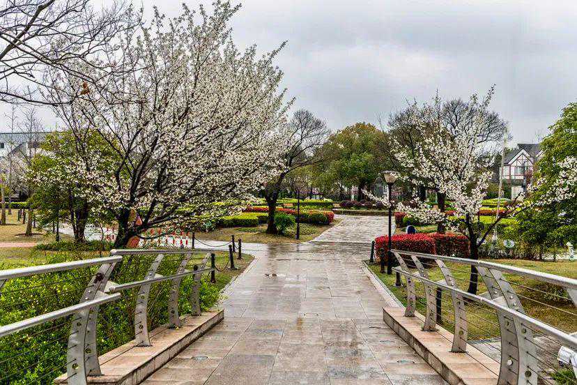 今夜将开启阴雨模式！松江清明假期天气预报→