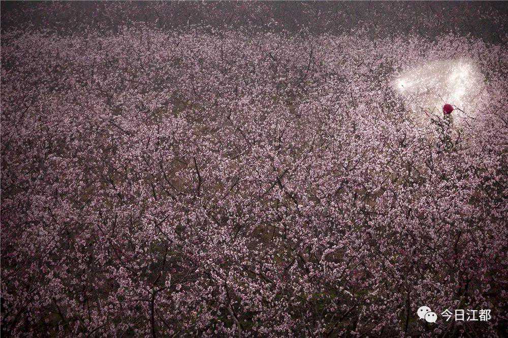 暴降12℃！江都下周天气要疯……雨水又来刷存在感！