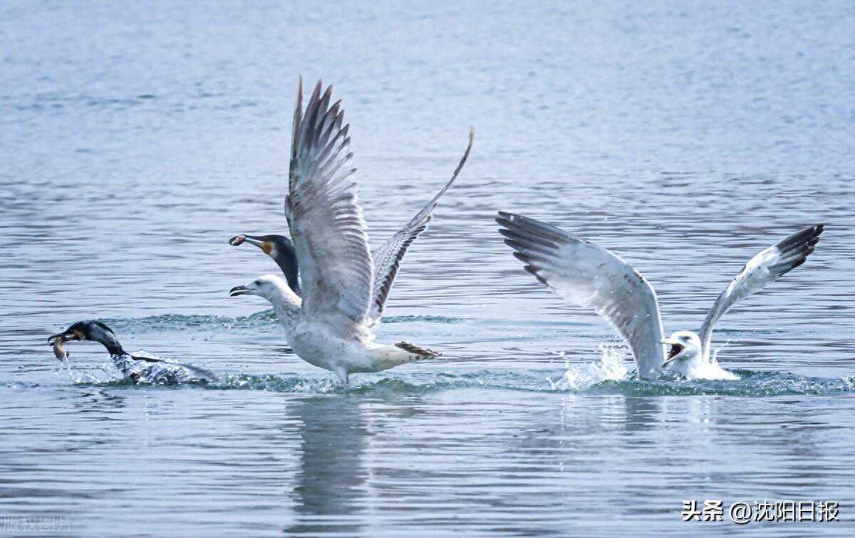 “清明”沈阳天气晴暖为主，气温高、风力大、无降水