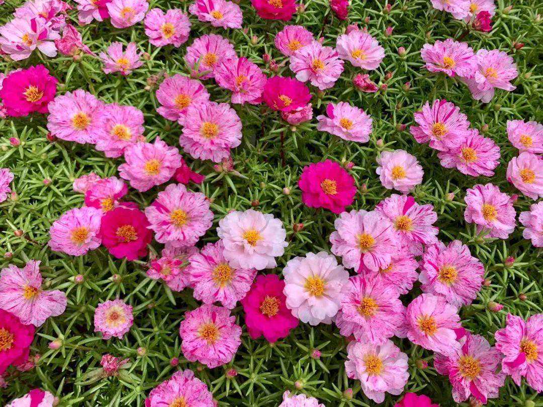 好养易开花，喜热喜晒的太阳花，天气暖和后就养它