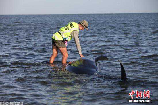 华媒：新西兰再遇暴雨天气 奥克兰50个海滩受污染