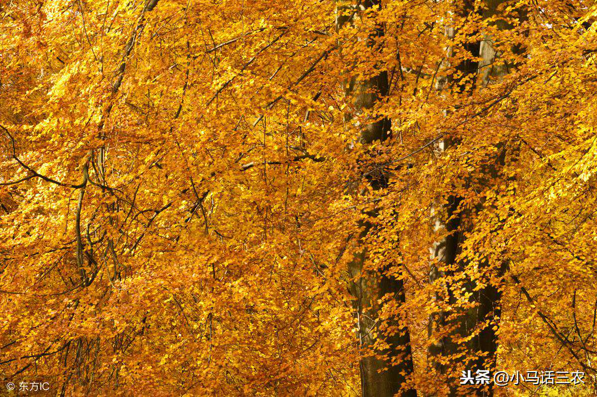 在农村常见的青冈树浑身都是宝，就连叶片都能判断天气