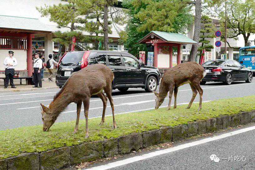 奈良的小鹿发情了……