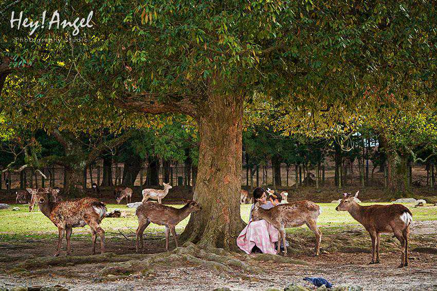 奈良｜萌鹿｜游客｜熊孩子｜利用长焦镜头拍高bigger照片