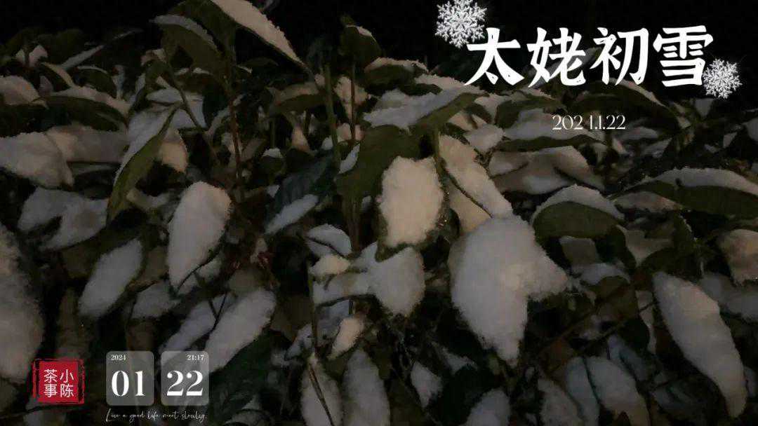 太姥山初雪，在这场近些年最厚的雪滋润下，2024年春白茶好吗？