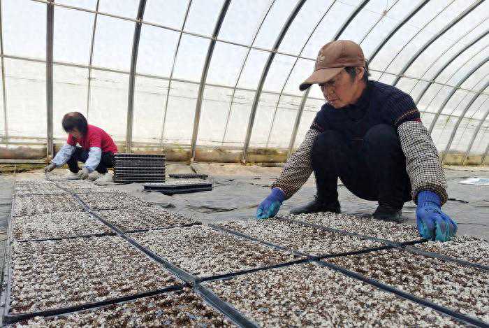 平顺：选种育苗择优品，助农增收添活力