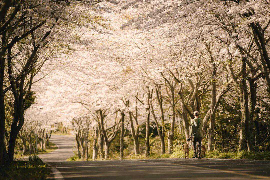 韩国樱花预计比往年更早绽放，济州岛的樱花海值得你奔赴！