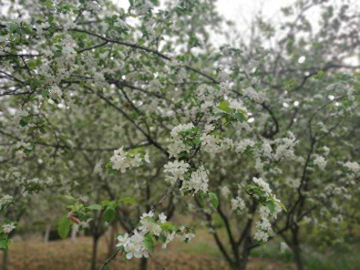 明天中午前后济南北部局地有雷雨或阵雨，最高气温22℃
