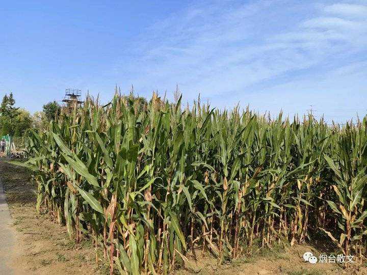 高润武‖秋收与秋种