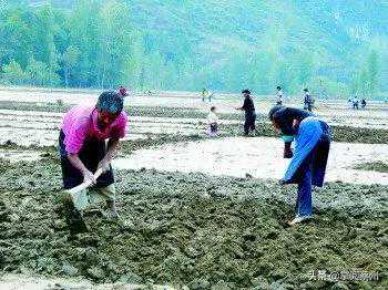 秋种（熊方丹）